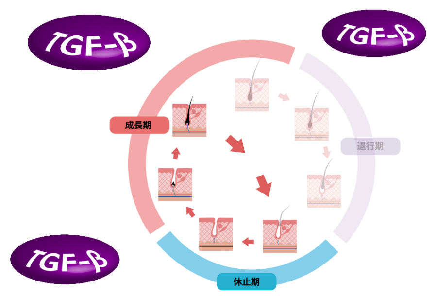 「TGF-β」により乱された育毛サイクル