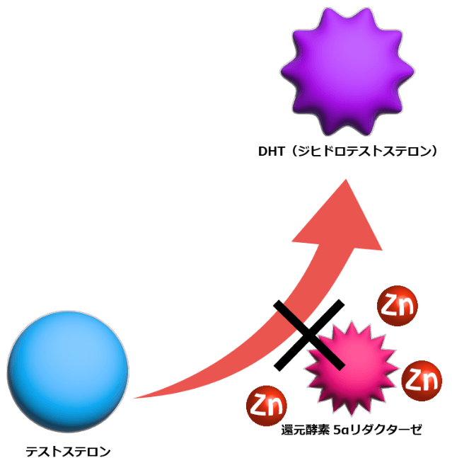 亜鉛は、還元酵素5αリダクターゼの働きを抑える効果を持っています