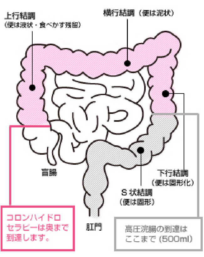 腸について