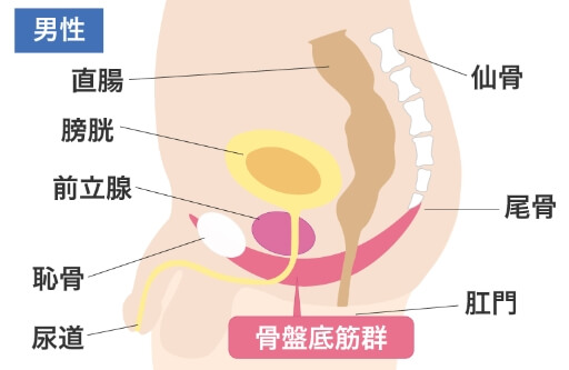 男性の骨盤底筋群周辺の解説