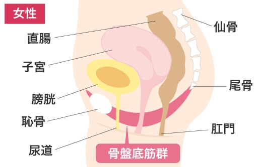 女性の骨盤底筋群周辺の解説